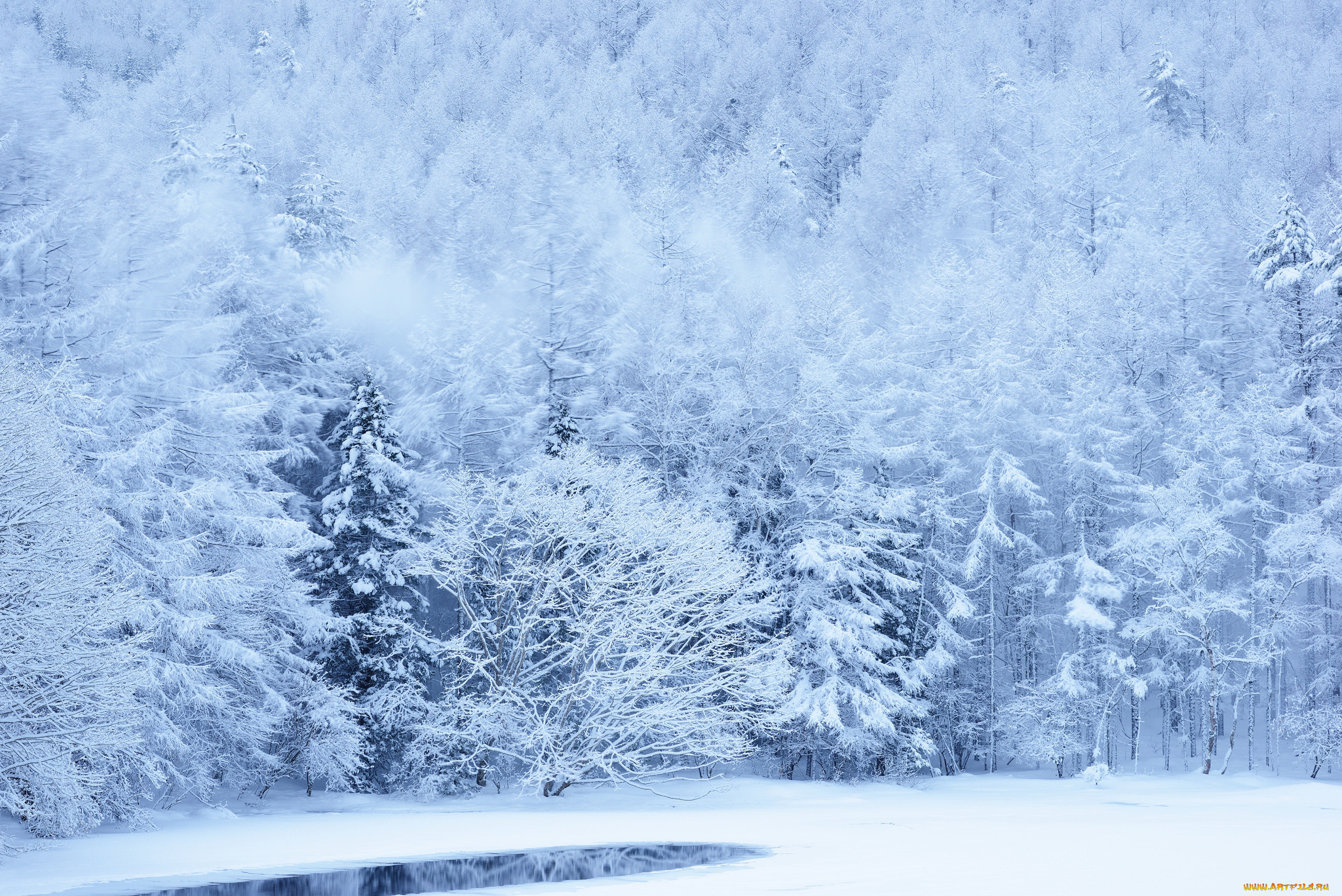 Snow. Зимний лес. Зима снег. Заснеженный лес. Снежный лес.